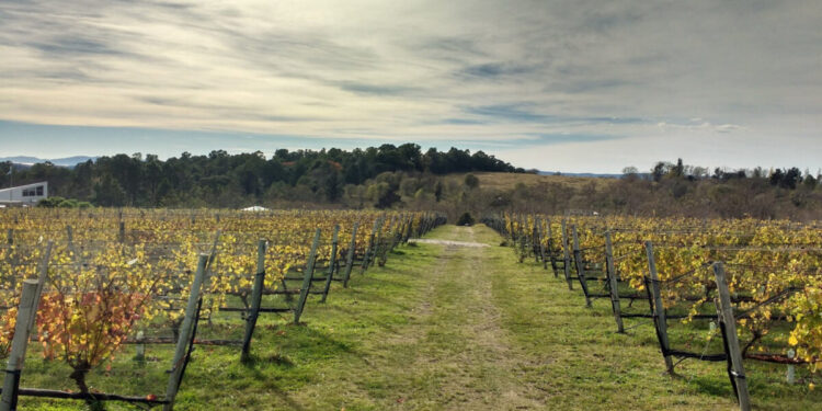 Científicos destacan la producción de vinos pampeanos
