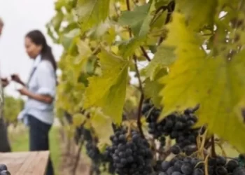Finalizó el ciclo de capacitaciones en viticultura