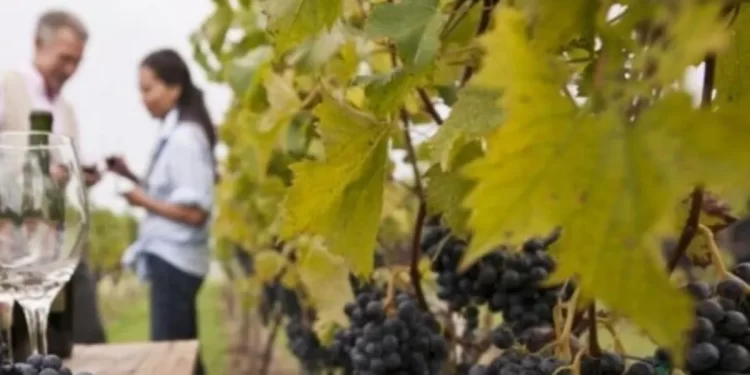 Finalizó el ciclo de capacitaciones en viticultura