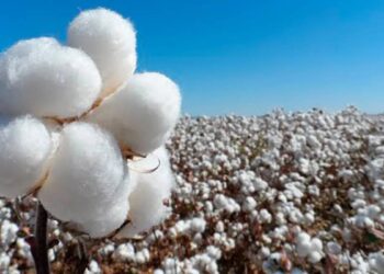 La sequía global dispara el precio del algodón