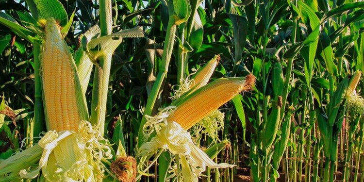 Cosecha récord de maíz en La Pampa 3,7 millones toneladas