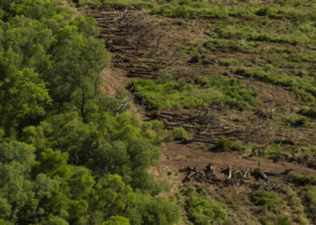 Presentan un proyecto para producir soja sustentable en el Gran Chaco