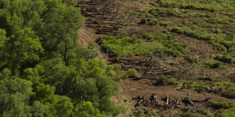 Presentan un proyecto para producir soja sustentable en el Gran Chaco