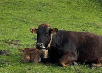 Cambio Climático Nueva Zelanda lanza un particular impuesto al eructo de vacas y ovejas para reducir las emisiones