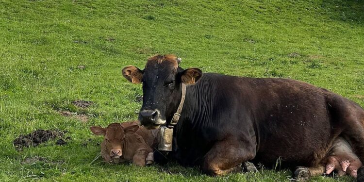 Cambio Climático Nueva Zelanda lanza un particular impuesto al eructo de vacas y ovejas para reducir las emisiones