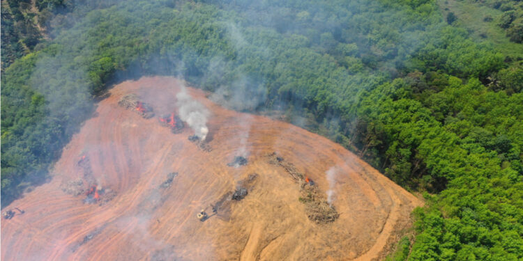 Compromiso verde: Lula prometió luchar por la deforestación cero en las Amazonas