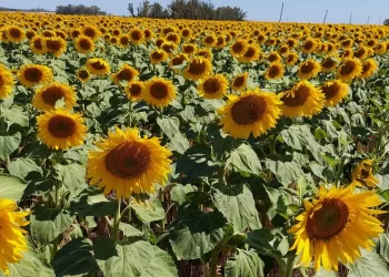 Estiman un aumento del 7% en siembra de girasol en áreas de la Bolsa de Cereales bahiense