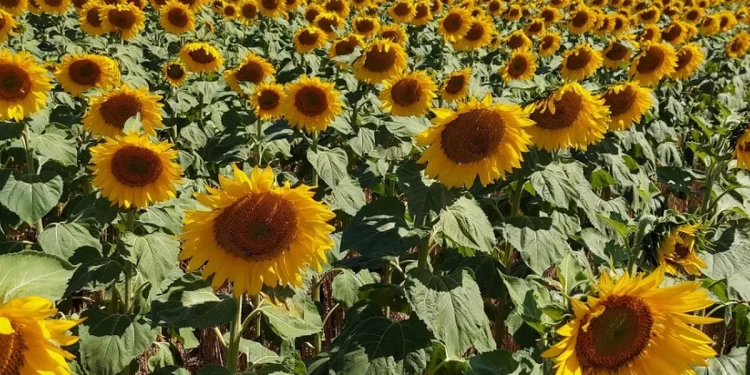 Estiman un aumento del 7% en siembra de girasol en áreas de la Bolsa de Cereales bahiense