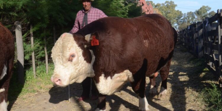 Sorpresa en Bordeau pagaron $3,4 millones por un toro que había sido pasado por alto por los jurados