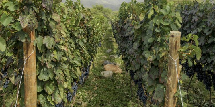 Ayuda para los bodegueros pampeanos afectados por las heladas