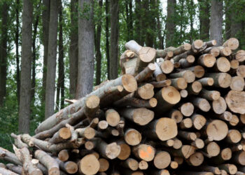 Chubut avanza con un proyecto para sustituir el uso de gasoil por biomasa forestal