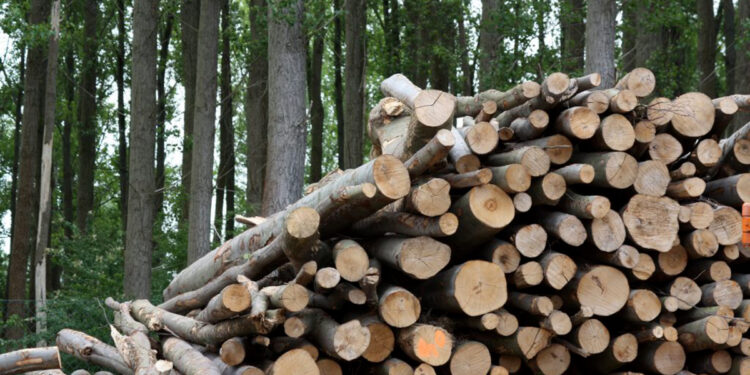 Chubut avanza con un proyecto para sustituir el uso de gasoil por biomasa forestal