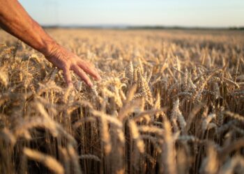 La Bolsa de Cereales bahiense registró bajas de hasta 25% en cultivos de trigo y cebada