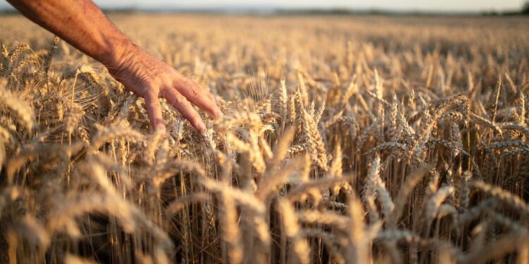 La Bolsa de Cereales bahiense registró bajas de hasta 25% en cultivos de trigo y cebada