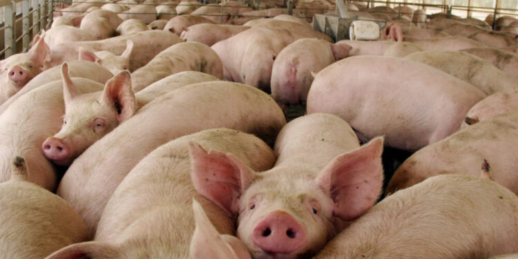 La Pampa sexto en el ranking nacional de producción de cerdos
