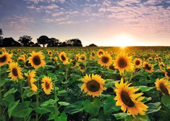 La siembra de girasol avanza en más del 50% en áreas de la bolsa bahiense