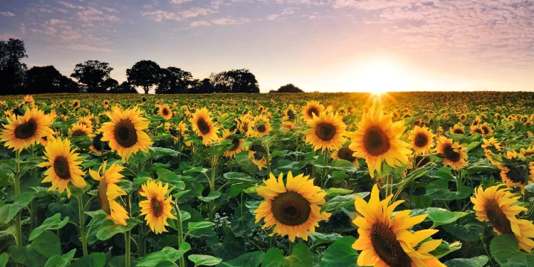 La siembra de girasol avanza en más del 50% en áreas de la bolsa bahiense