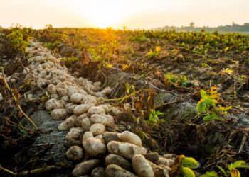 Producción de Papa y algodón en Argentina campañas 20222023