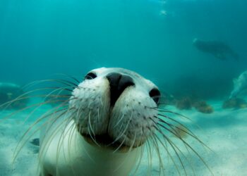 h_BM_UNDERWATER_ANIMALS_02771786