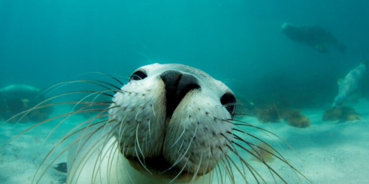 h_BM_UNDERWATER_ANIMALS_02771786