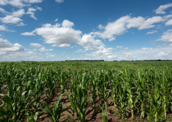 2A0G7H6 Corn field platation in Buenos Aires Argentina