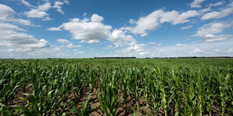 2A0G7H6 Corn field platation in Buenos Aires Argentina