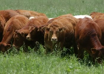 Ganadería en La Pampa 2015 a 2022