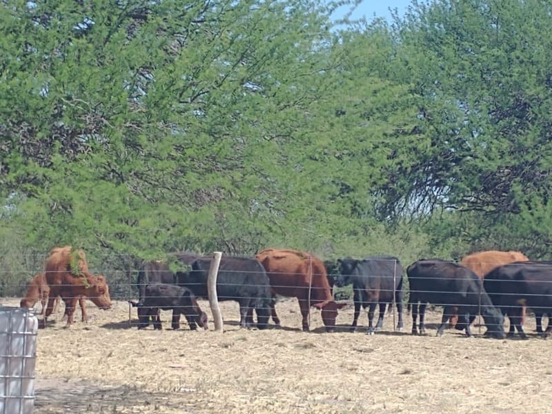 Campo en La Adela, La Pampa