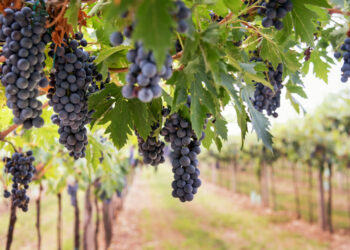 Bunches of ripe black grapes hanging from the vine in a vineyard on a winery ready for harvesting in a concept of viticulture and wine production