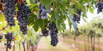 Bunches of ripe black grapes hanging from the vine in a vineyard on a winery ready for harvesting in a concept of viticulture and wine production