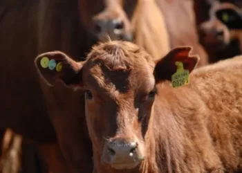 Vaca Bovino