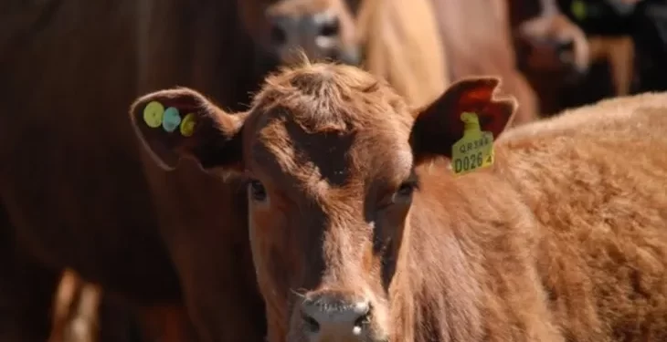 Vaca Bovino