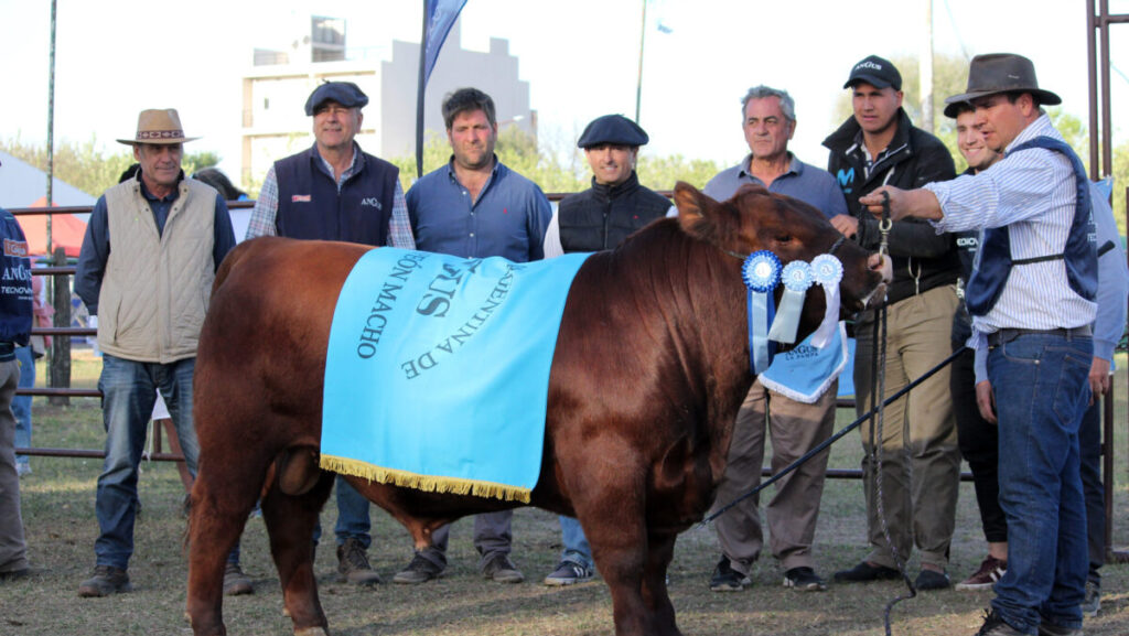 Gran Campeón de la Exposición Rural del año pasado