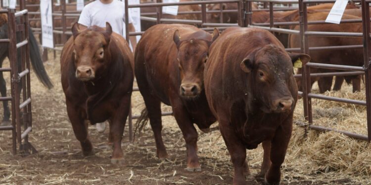 Toro remate Limangus