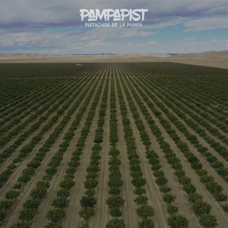 Pampapist empresa productora de pistachos en La Pampa, Argentina