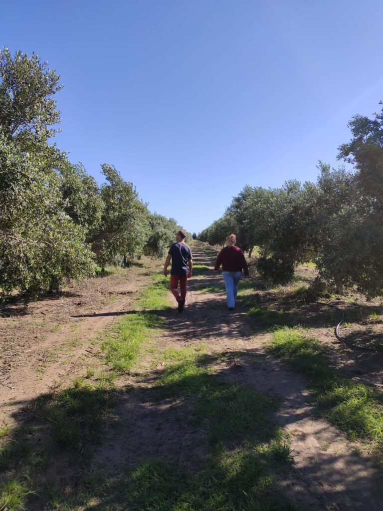 La finca tiene 11 hectáreas de plantación con más de 3.600 olivos.