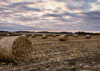 Tormentas con intensa actividad eléctrica, caída de granizo en zonas productivas y heladas en plena primavera generan preocupación entre los productores. El frío golpeó directamente al corazón de la cosecha fina y del girasol naciente.
