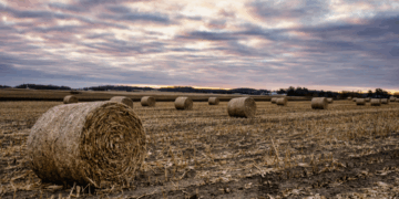 Tormentas con intensa actividad eléctrica, caída de granizo en zonas productivas y heladas en plena primavera generan preocupación entre los productores. El frío golpeó directamente al corazón de la cosecha fina y del girasol naciente.