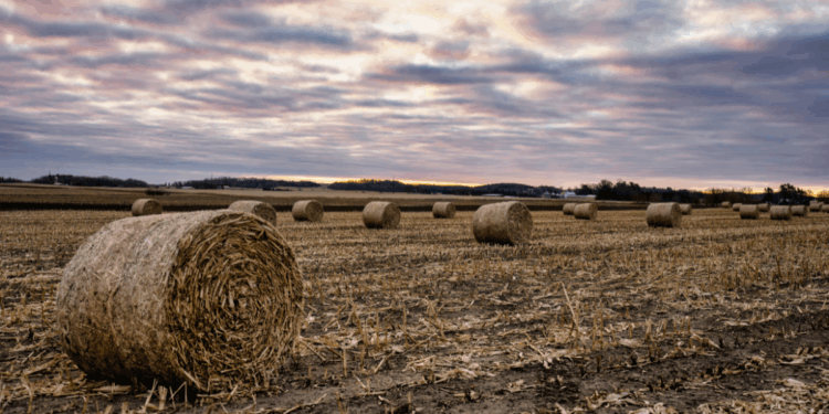 Tormentas con intensa actividad eléctrica, caída de granizo en zonas productivas y heladas en plena primavera generan preocupación entre los productores. El frío golpeó directamente al corazón de la cosecha fina y del girasol naciente.