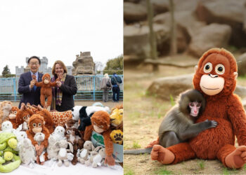 Punch, cría de mono japonés en el Zoológico de Ichikawa, abrazando un peluche DJUNGELSKOG de IKEA tras ser rechazado por su madre