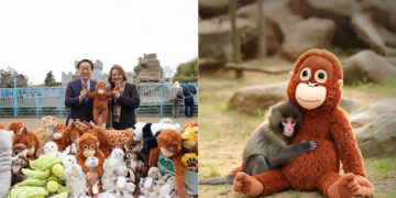 Punch, cría de mono japonés en el Zoológico de Ichikawa, abrazando un peluche DJUNGELSKOG de IKEA tras ser rechazado por su madre